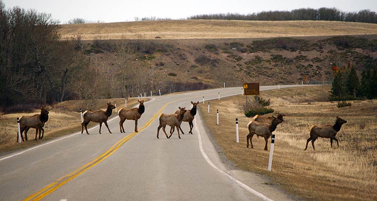 A image of a heard of Elk crossing the highway in Waterton